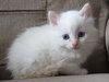 Snowball