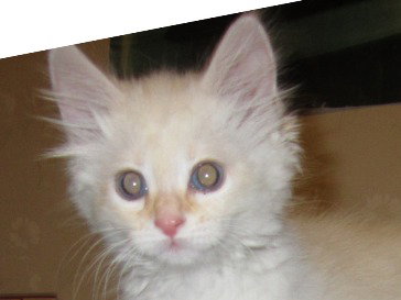 Cosette