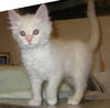 Cosette