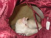 Cosette