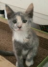 Smudge
