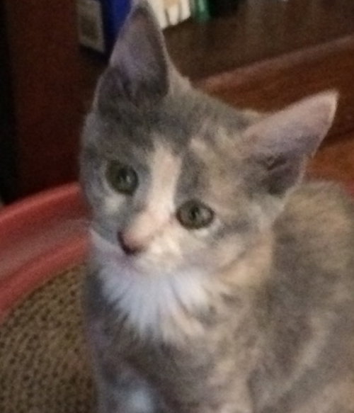 Smudge
