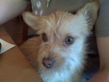 Spike