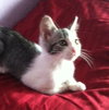 Cleo
