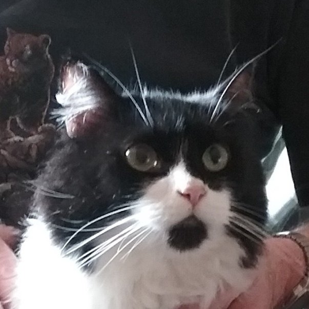 adoptable Cat in San Jose, CA named Briar