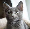 Rufus