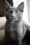 Rufus