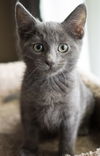 Rufus
