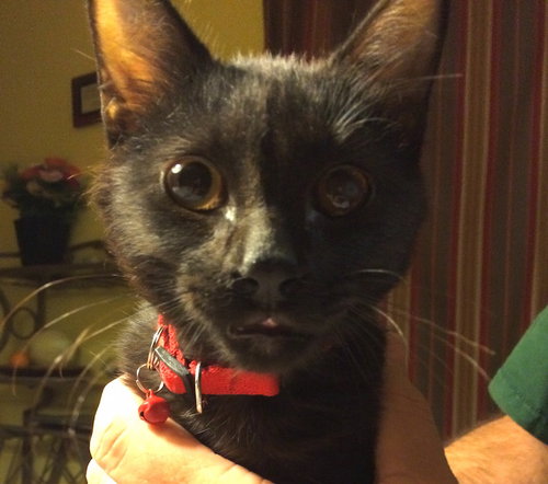 Cocoa Bean