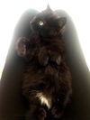 Nugget