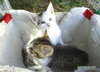 Courtesy Kitten--White Male