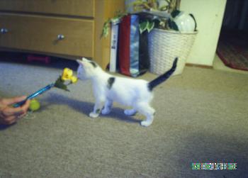 Courtesy Kitten--White Male