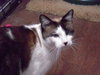 Simon