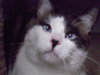 Simon