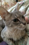 cleo