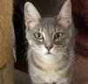 cleo