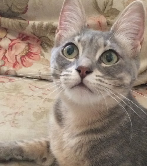 cleo