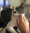 Stachie