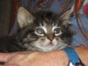 Roxy