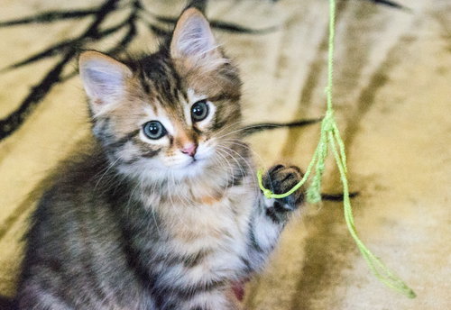 catniss