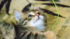 catniss