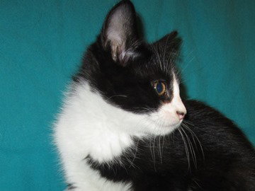 Ceres