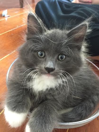 Robert Meowry, Jr.