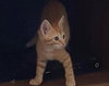 Cheddar