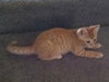 Cheddar