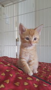Cheddar