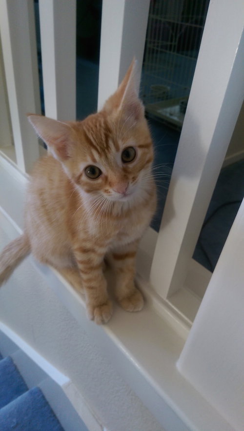 Cheddar