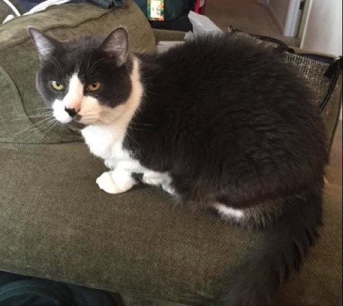 Cosmo