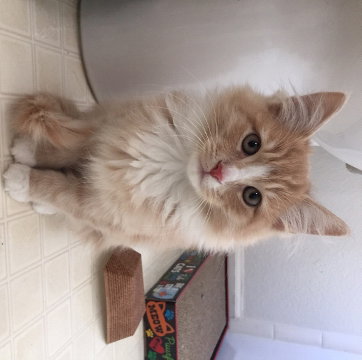Coco