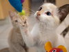 Polly
