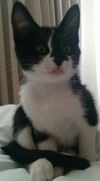 leggles