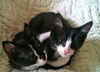 leggles