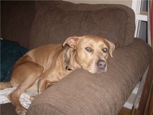 Sophie-dog
