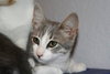 Sophie -cat