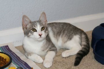 Sophie -cat