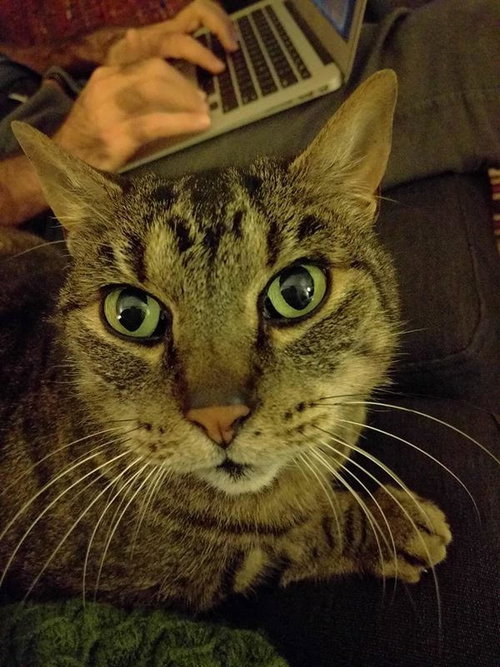 Houdini