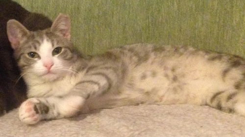 Max