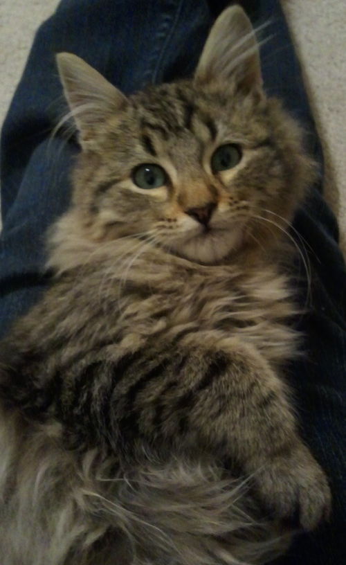 Leo