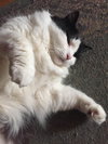 Cleopatra