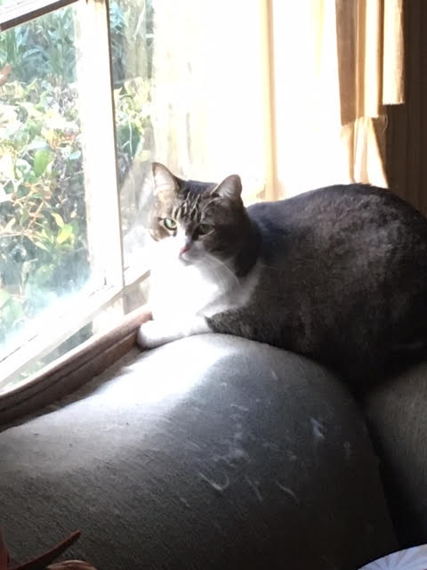 Cleopatra