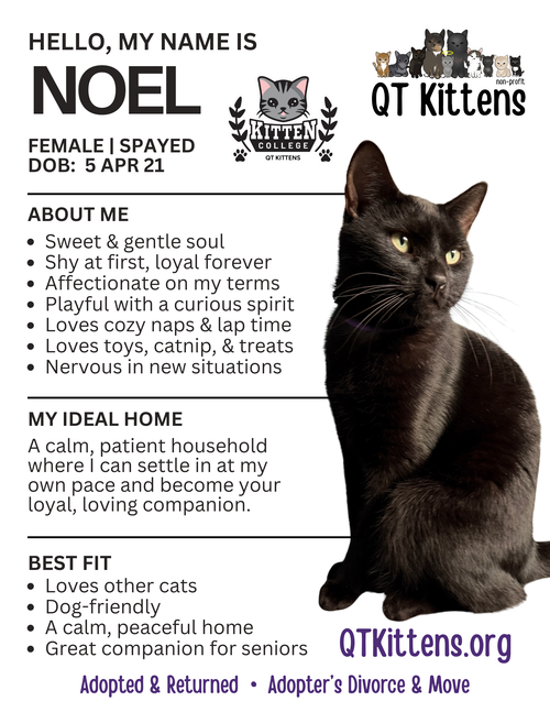 Noel, a cat for adoption from QT Kittens Inc