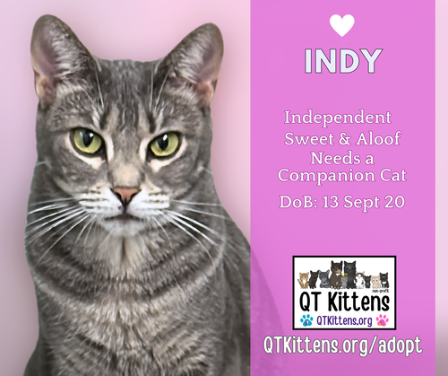 picture of the cat needing adoption