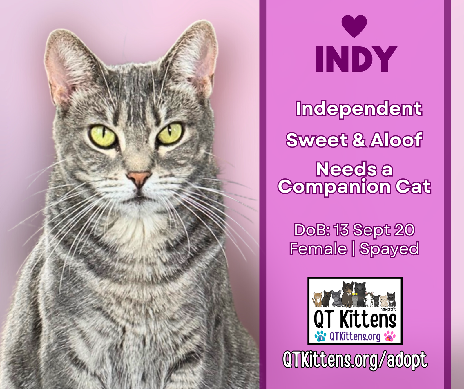 adoptable Cat in Naples, FL named Indy