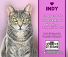 adoptable Cat in  named Indy