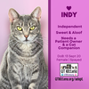 Indy - Photo 17