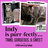 Indy - Photo 19